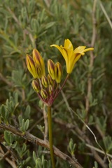 Triteleia piutensis