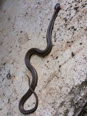 Thamnophis fulvus