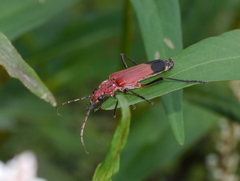 Chauliognathus lecontei