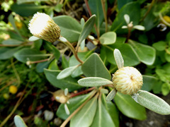 Pachystegia rufa