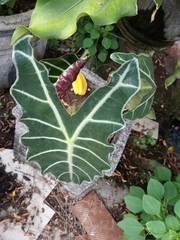 Araceae