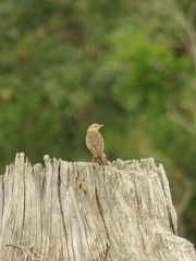 Anthus leucophrys leucophrys