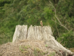 Anthus leucophrys leucophrys