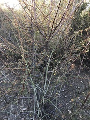 Fremontodendron