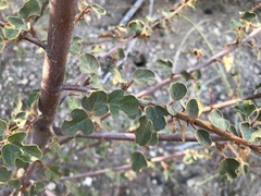 Fremontodendron