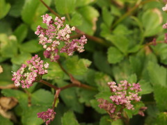 Ligusticum scothicum hultenii