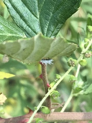Cryptolaemus