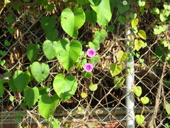 Argyreia capitiformis