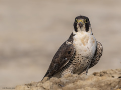 Falco peregrinus