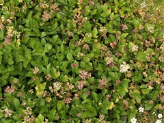 Ligusticum scothicum hultenii