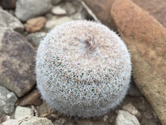 Epithelantha