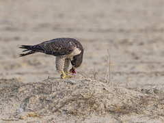 Falco peregrinus