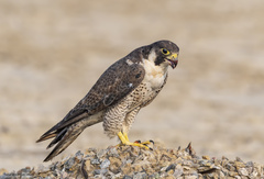 Falco peregrinus