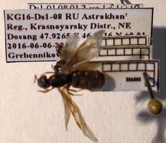 Lasius psammophilus
