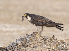 Falco peregrinus