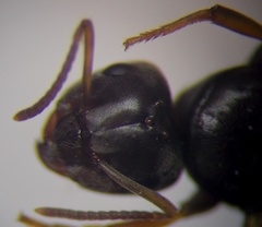 Lasius psammophilus