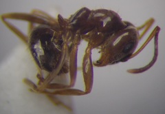 Lasius psammophilus