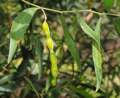 Acacia verniciflua