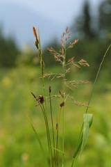 Carex pachystachya