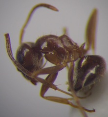 Lasius psammophilus