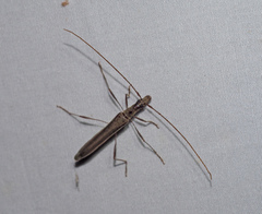 Rhinophthalmus modestus