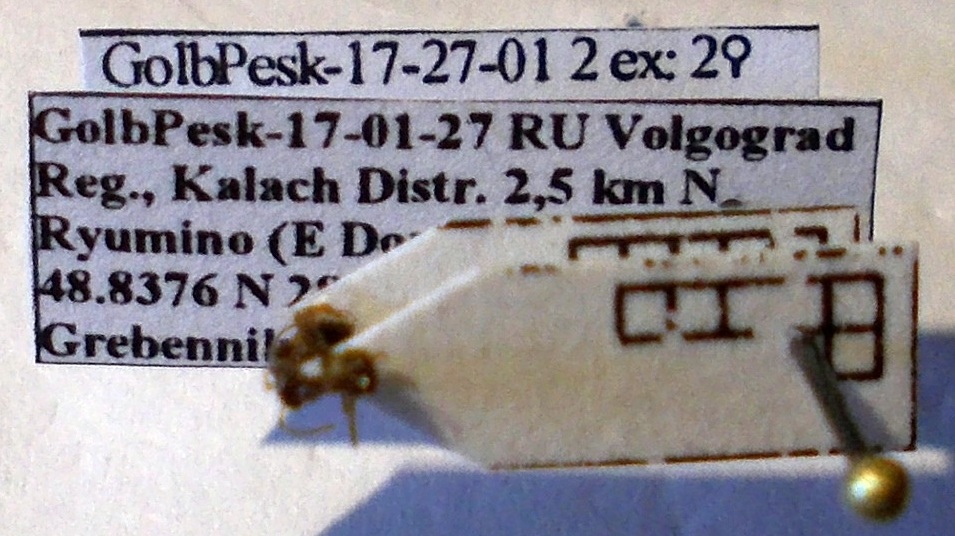 Lasius psammophilus