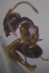 Lasius psammophilus