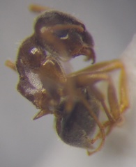 Lasius psammophilus