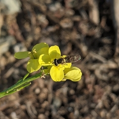 Sphaerophoria sulphuripes