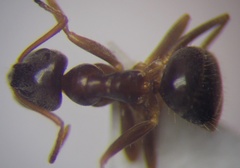 Lasius psammophilus