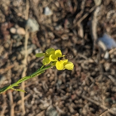 Sphaerophoria sulphuripes