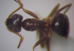 Lasius psammophilus
