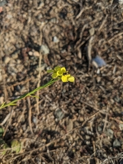 Sphaerophoria sulphuripes