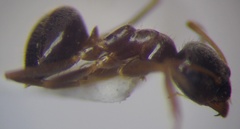 Lasius psammophilus
