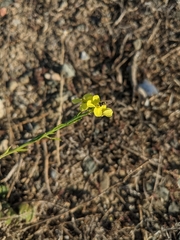 Sphaerophoria sulphuripes