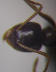 Lasius psammophilus