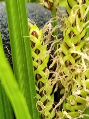 Carex sinclairii