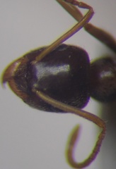 Lasius psammophilus