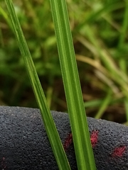 Carex sinclairii