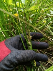 Carex sinclairii