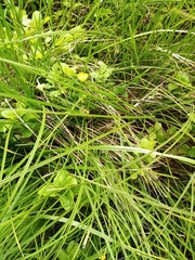 Carex sinclairii