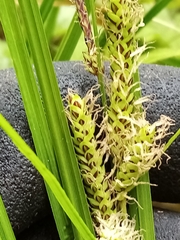 Carex sinclairii