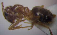 Lasius psammophilus