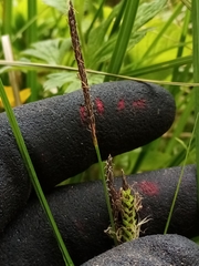 Carex sinclairii