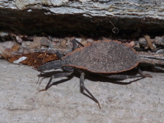 Triatoma