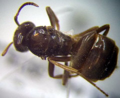 Lasius umbratus