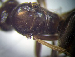 Lasius umbratus