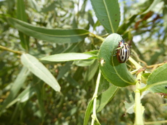 Chrysomela confluens