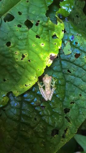 Nymph Tree Frog, Boana nympha
