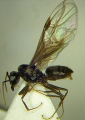 Lasius umbratus